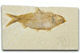 Detailed Fossil Fish (Knightia) - Wyoming #340776-1